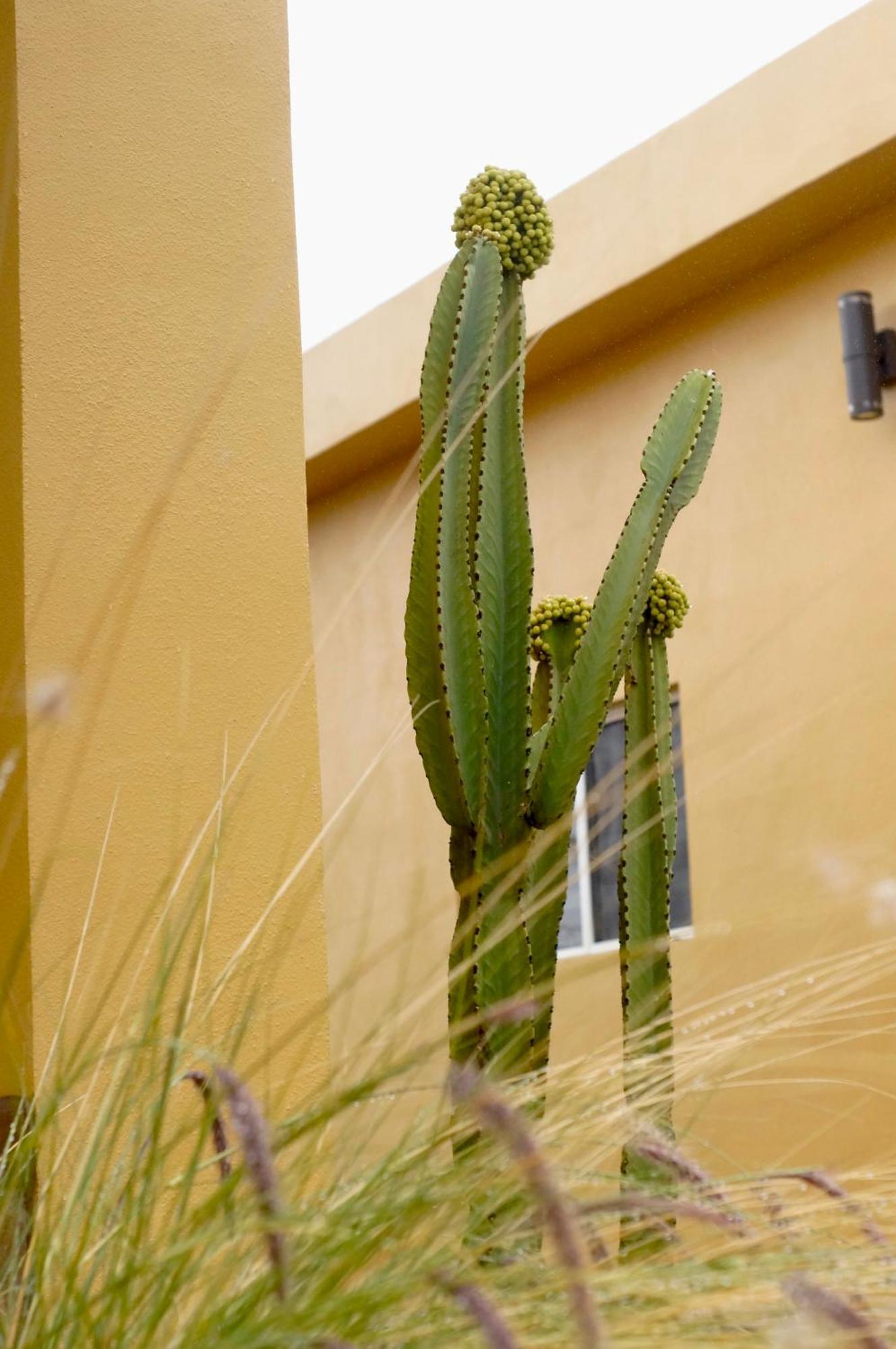 Cozy, Quiet & Pet Friendly Gated Patio Studio エンセナダ エクステリア 写真